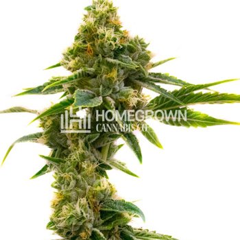 Get 4 FREE Pure Power Plant fems at  Homegrown Cannabis Co