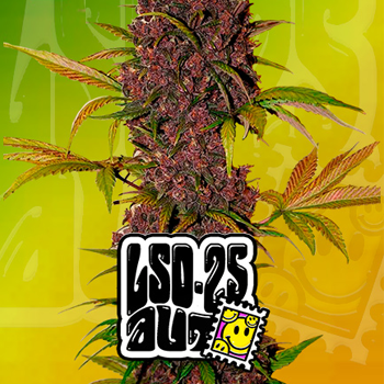 Save 30% on LSD-25 Auto at  2Fast4Buds.com
